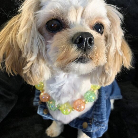 Citrus (14", 15") - Pet Necklace - Pet Accessories - Picture 3 of 4